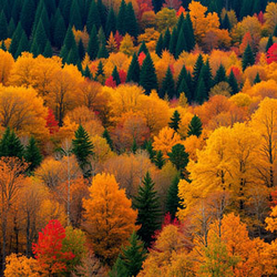 Raj Patel, Dyrektor ds. Bezpieczeństwa